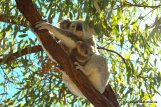 Koala und Babykoala auf Magnetic Island (5)