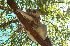 Koala und Babykoala auf Magnetic Island (5)