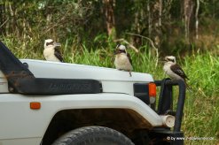 Kookaburras auf Auto im Eungella NP
