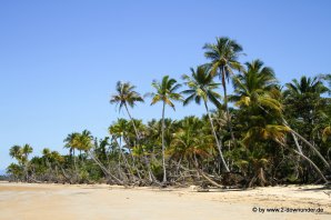 Palmenstrand von Mission Beach (1)