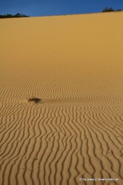 Sanddüne auf Fraser Island