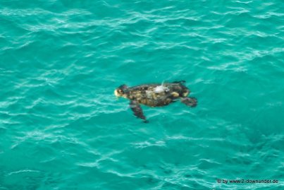 Schildkröte am Indian Head auf Fraser Island