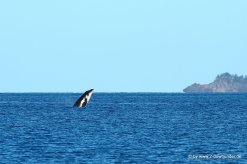 Springender Wal vom Boot aus (1)