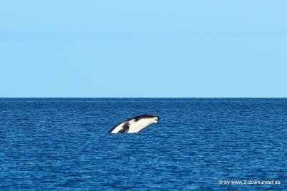 Springender Wal vom Boot aus (2)