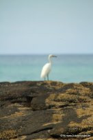 Vogel an den Champagner Pools auf Fraser Island