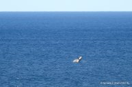 Wal am Indian Head auf Fraser Island