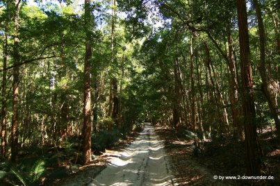 Waldweg auf Fraser Island
